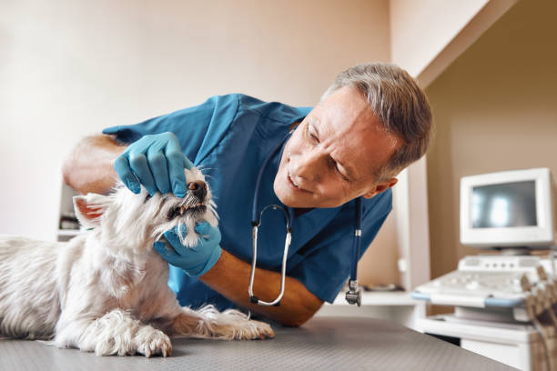 Best Emergency Treatment for Dental Infections or Abscesses in Boiling Springs, PA